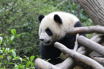 Obraz premium Close up Cute Little Baby Panda Exploring the Playground, China
