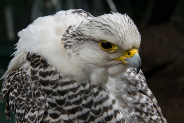 White hawk portrait with head backwards
