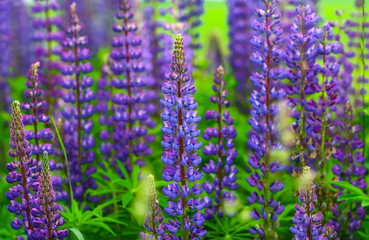 Natural flower background, Amazing nature view of purple flowers blooming in garden under sunlight at the middle of summer day,Blue salvia in garden Purple.