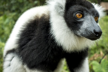 Ruffled Lemur (Varecia Variegata). Eyes, swing.