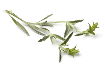 Fototapeta premium Twig of fresh green ironwort