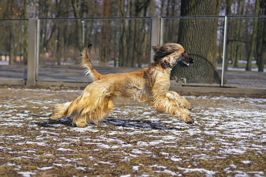 Active Afghan hound running on a snowy ground in a city dog park in spring