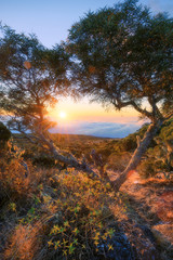 Obraz premium Sunset through a tree at Maido in Saint-Paul, Reunion Island