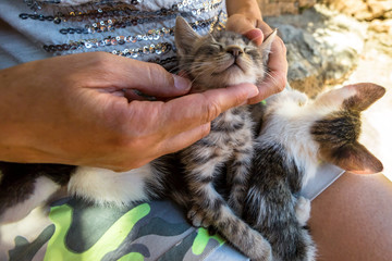 Close up of two stray little kittens sitting on a woman petting and taking care of them.