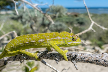 Green chameleon - Chamaeleo calyptratus ,Madagascar
