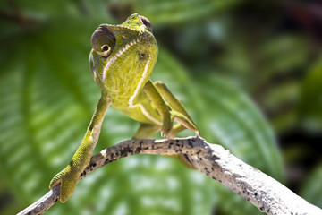Green chameleon - Chamaeleo calyptratus ,Madagascar

