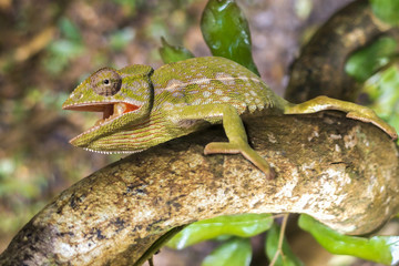 Green chameleon - Chamaeleo calyptratus ,Madagascar