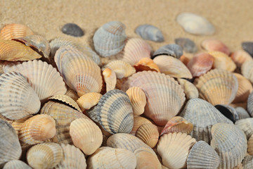 Seashells on a sand background