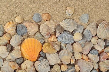 Seashells on a sand background