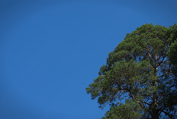 Tree against the blue sky