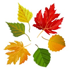 Autumn colorful leaves from maple and oak trees