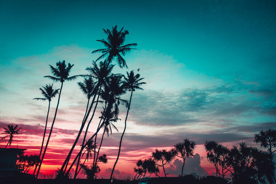 Breathtaking evening scene the tropical plants palms on the sunset background. Unawatuna, Sri Lanka. Spectacular combination of the turquoise and scarlet colors. Perfect image for the wallpaper.