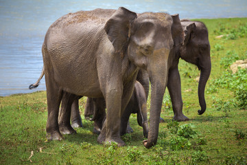 The couple of the Asian elephants with baby elephant after watering. The Pinnawala Elephant Orphanage. Pinnawala village, Sri Lanka. Wild animals under human protection.