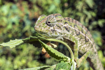 Panther chameleon, endemic reptile of Madagascar