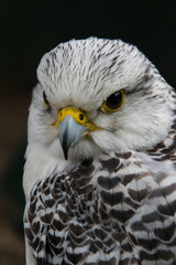Headshot of an eagle looking sideways