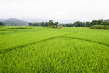 Paddy field