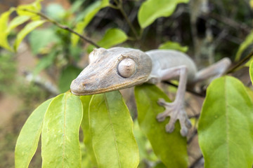 Leaf-tailed Gecko / Uroplatus phantasticus