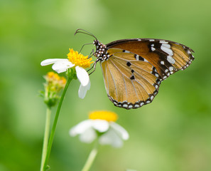 Plain tiger butterfly