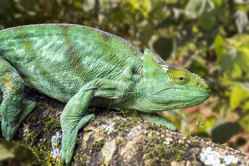 Malagasy Giant Chameleon / Furcifer oustaleti, Madagascar