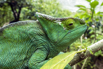Malagasy Giant Chameleon / Furcifer oustaleti, Madagascar