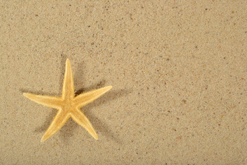 Fototapeta na wymiar Starfish on a sand background