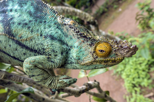 Parsons chameleon (Calumma parsonii) in Madagascar