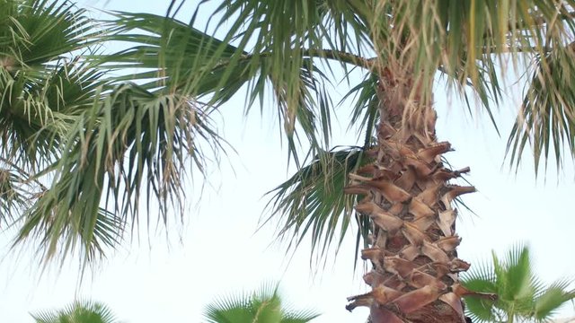 palms on background sky