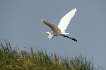 Grande Aigrette,.Ardea alba, Great Egret