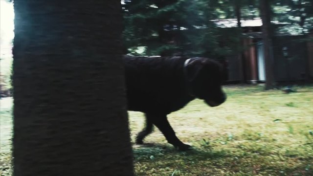 a small young black dog