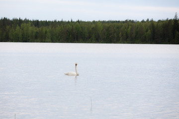 Whooper swan swimming on lake at summer