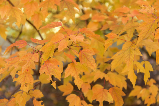 Red and orange leaves background. Autumn foliage.
