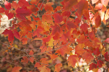 Red and orange autumn leaves background.