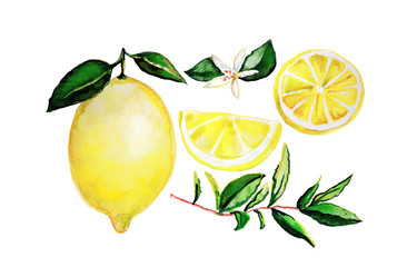 Lemon water colour illustration