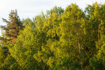 Fototapeta premium Birch tree foliage at summer in finland