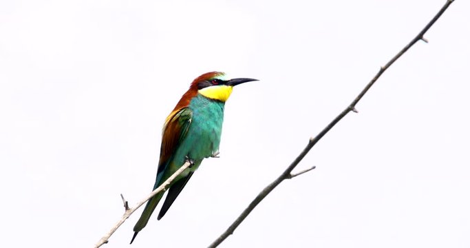Bee eater birds (Merops apiaster) in various postures