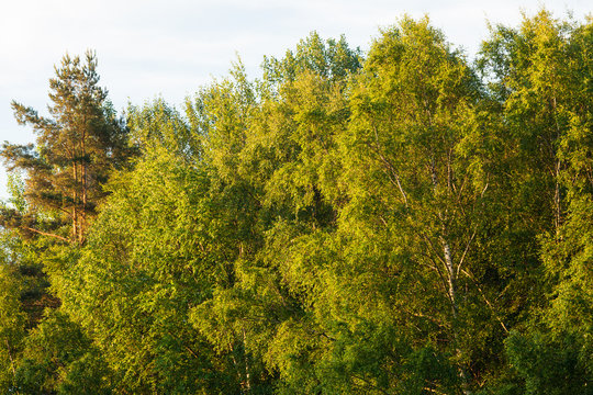 Birch tree foliage at summer in finland