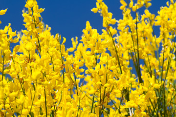 Gelbe Blüten des Pfriemenginsters