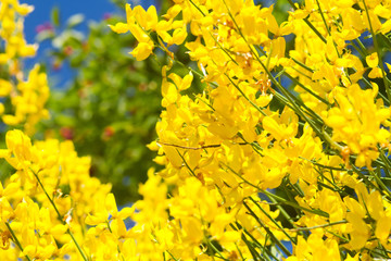 Gelbe Blüten des Pfriemenginsters
