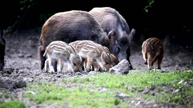 Feral pigs, sow and piglets rooting for food