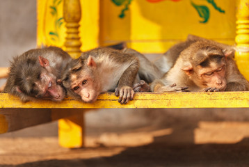 Trinity of monkeys have decided to have a rest