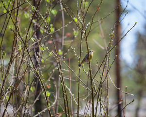 Small bird in bush