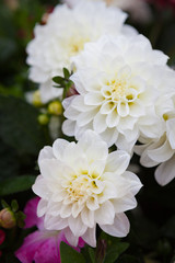 Beautiful dahlia flowers at garden