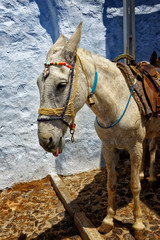 Santorini Eselsweg