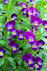 Obraz na płótnie Canvas Beautiful purple flowers on the flower bed