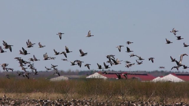 Wild geese fly up from the field - photo hunting birds with a large zoom.  Seasonal Migration of a flock of birds.