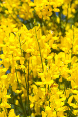 Gelbe Blüten des Pfriemenginsters