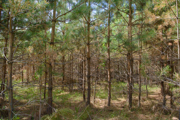 dense young pine forest on a summer day