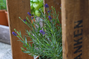 Gartenkräuter Lavendel