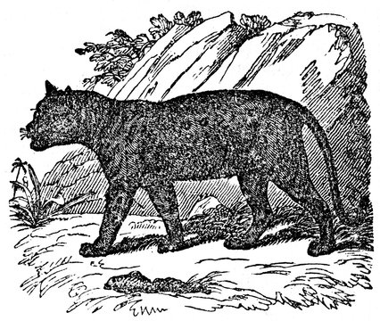 Black panther (from Das Heller-Magazin, January 25, 1834)