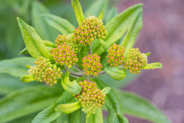 close up of the developing buds on an orange butterfly bush